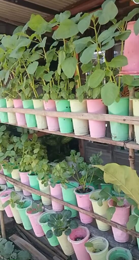 hidroponik-gelas-bekas-rak-bambu-modal-50rb budidaya hidroponik gelas bekas warna warni rak bambu modal murah