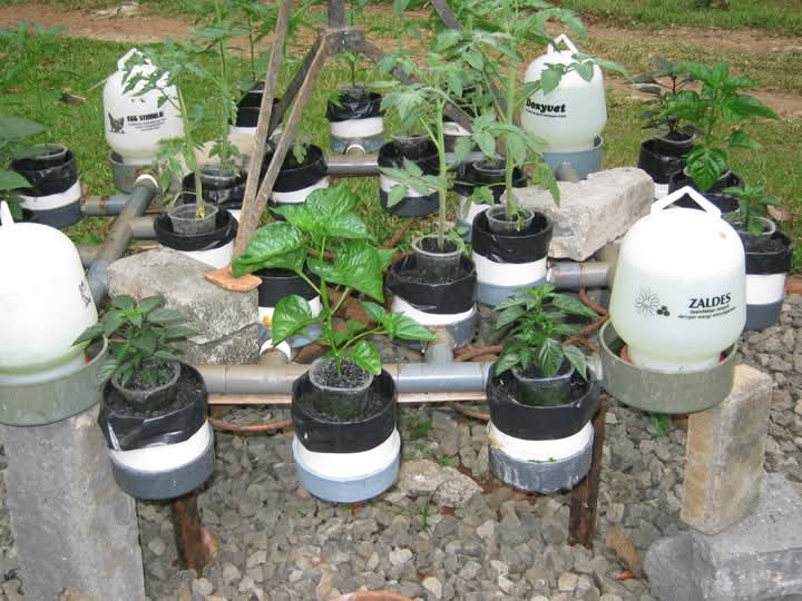 sistem hidroponik wick botol bekas modal 50rb tanam cabai kangkung