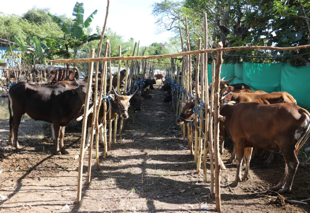 Sapi kurban Human Initiative dan TDV disiapkan di kandang bambu di Kupang NTT