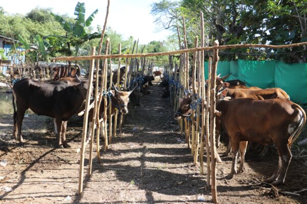 Sapi kurban Human Initiative dan TDV disiapkan di kandang bambu di Kupang NTT