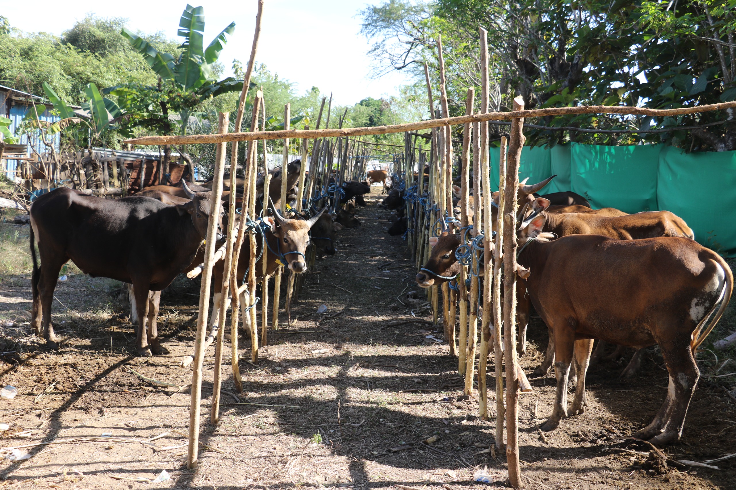 Sapi kurban Human Initiative dan TDV disiapkan di kandang bambu di Kupang NTT