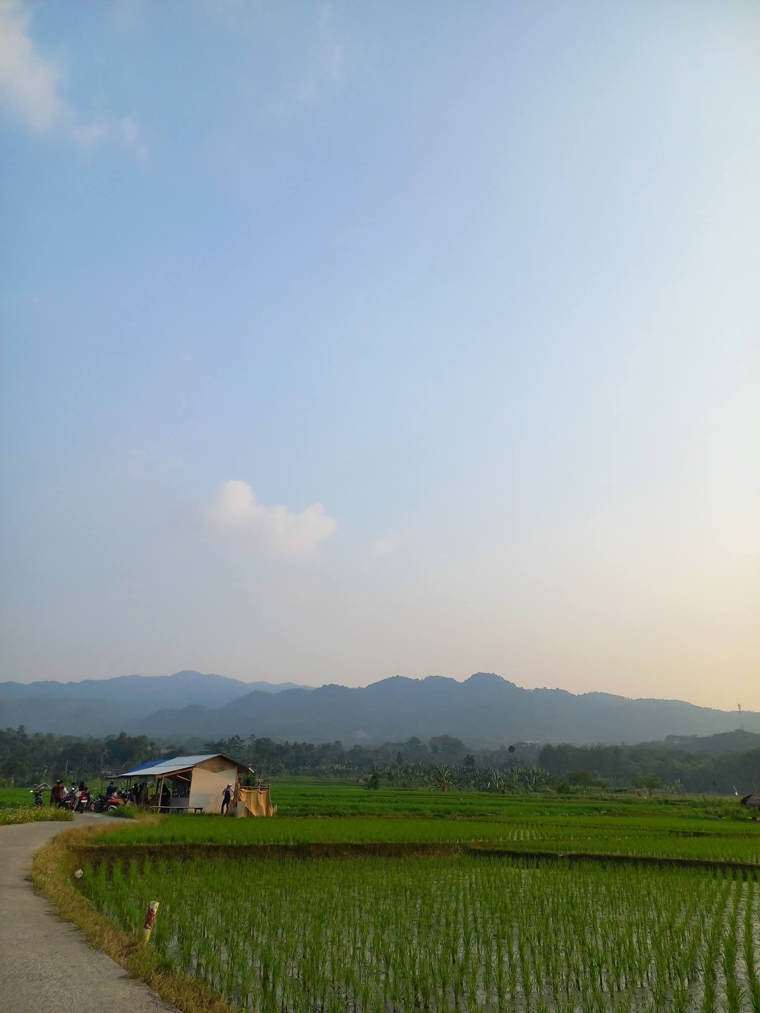Sawah hijau di Desa Pematang dengan gubuk petani dan pegunungan di latar belakang, lokasi sengketa Batu Batas 100 tahun